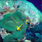 Clown Fish