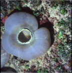 Corralimorph