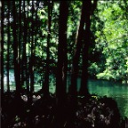 Jellyfish Lake