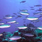 Juvenielle Jacks