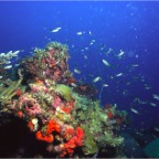 Reef