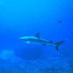 Shark