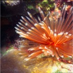 feather duster