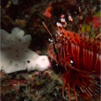 lionfish
