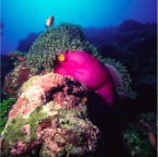 pink Anemone