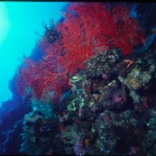 red wall