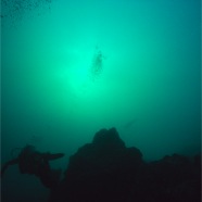 Hammerhead 1