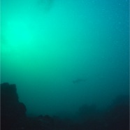 Hammerhead 2