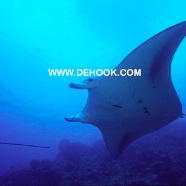 Manta 3