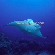 Manta 4