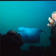 Manta 5