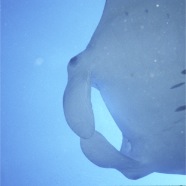 Manta 6