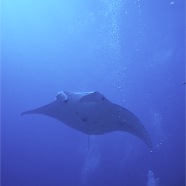 Manta 7