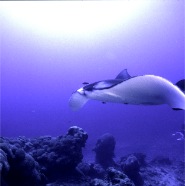 Manta 9