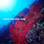 Red Coral