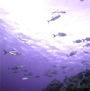 School Fish