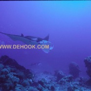 manta b