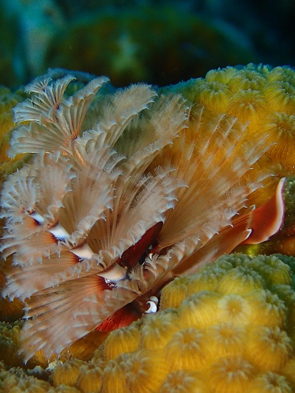 PA082660