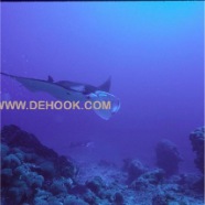 page7-1033-full.jpg