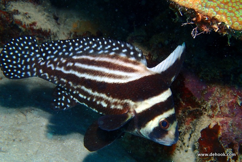 PA110352.JPG