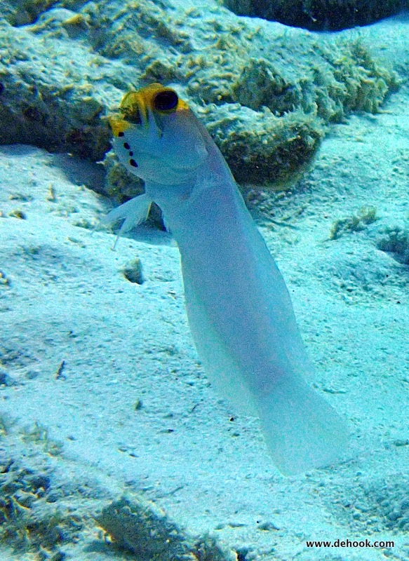 PA170889.JPG