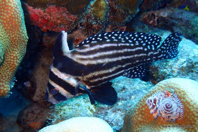 PA110388.JPG