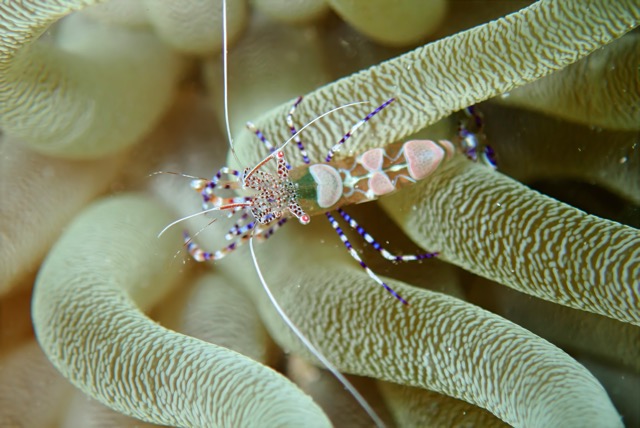 upscaled mapTG601037-topaz.jpg