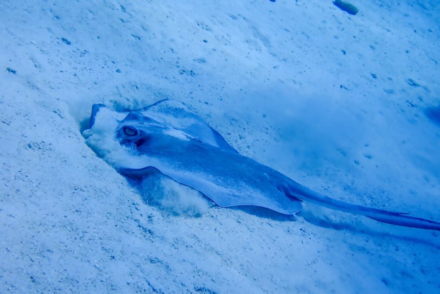 pufferTG602107-topaz.jpg