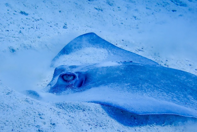 pufferTG602111-topaz.jpg