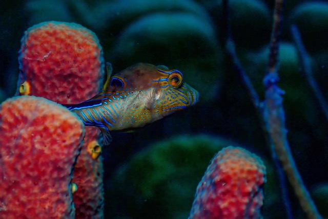 pufferTG612194-topaz.jpg