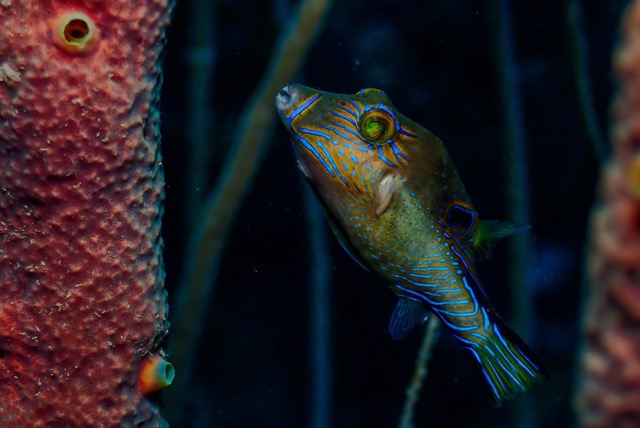 pufferTG612204-topaz.jpg