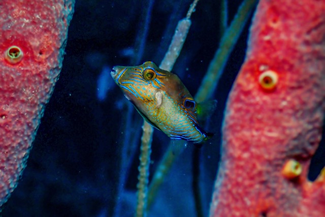 pufferTG612208-topaz.jpg