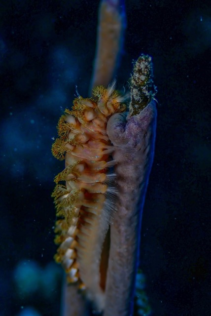 pufferTG612213-topaz.jpg