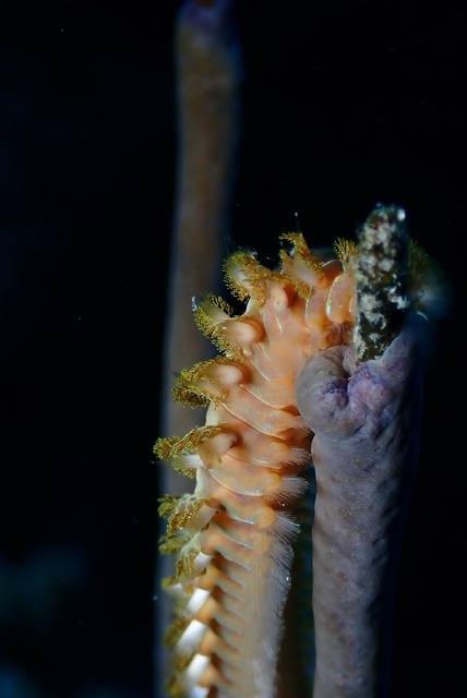 pufferTG612214-topaz.jpg