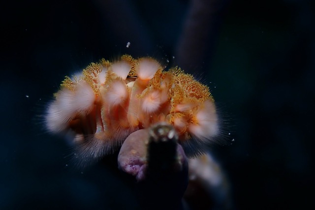 pufferTG612216-topaz.jpg