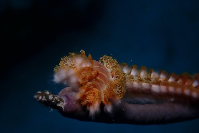 pufferTG612217-topaz.jpg