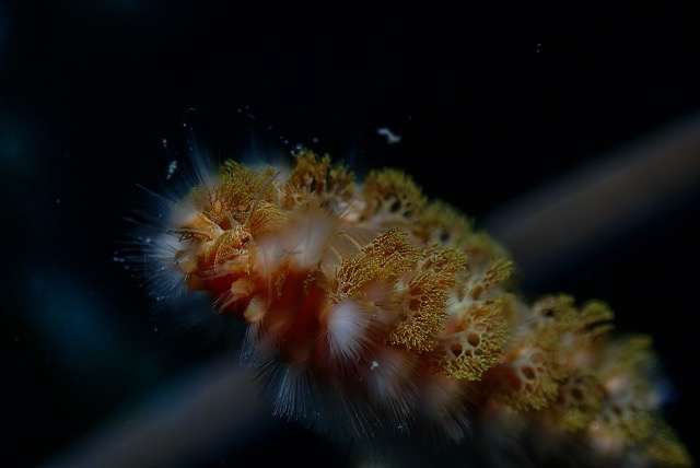 pufferTG612221-topaz.jpg