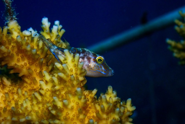 pufferTG642607-topaz.jpg