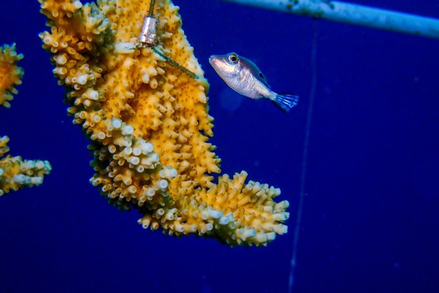 pufferTG642621-topaz.jpg