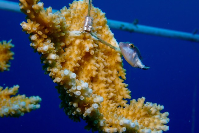 pufferTG642625-topaz.jpg