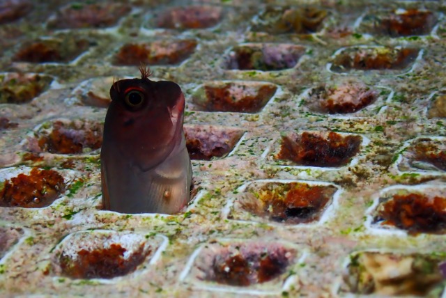 pufferTG642637-topaz.jpg