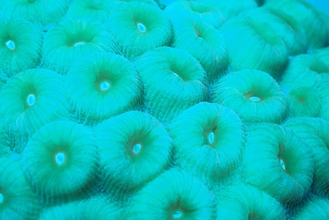 pufferTG651104-topaz.jpg