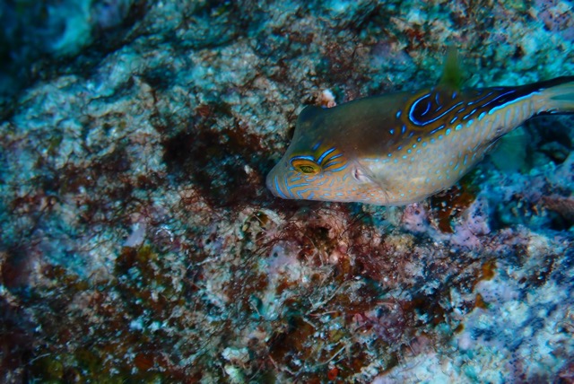 pufferTG651152-topaz.jpg