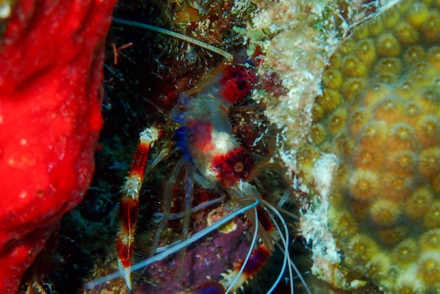 pufferTG651156-topaz.jpg
