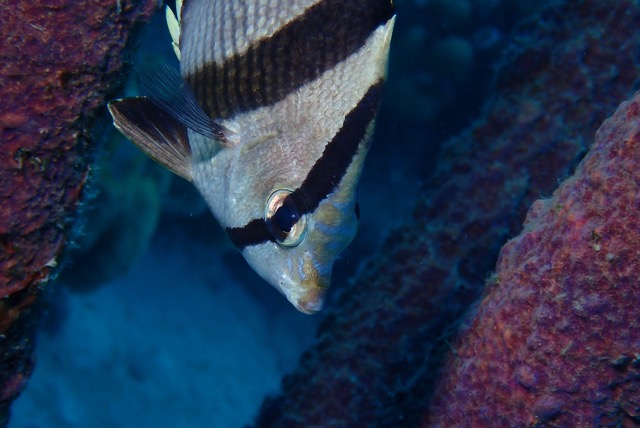 pufferTG651202-topaz.jpg