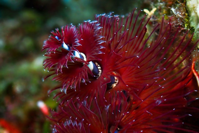 pufferTG652720-topaz.jpg