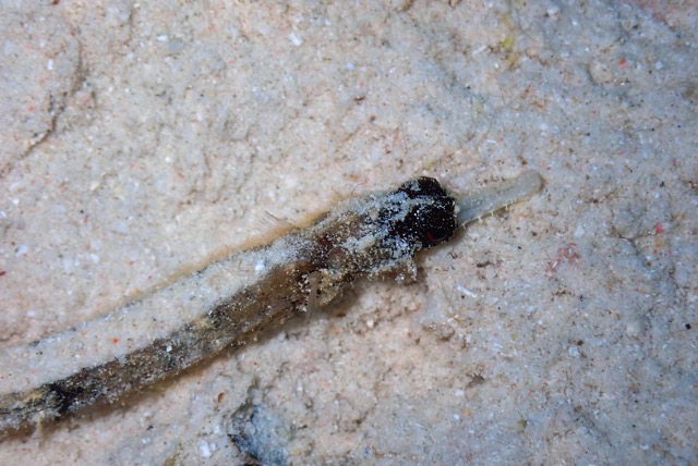 pufferTG652772-topaz.jpg