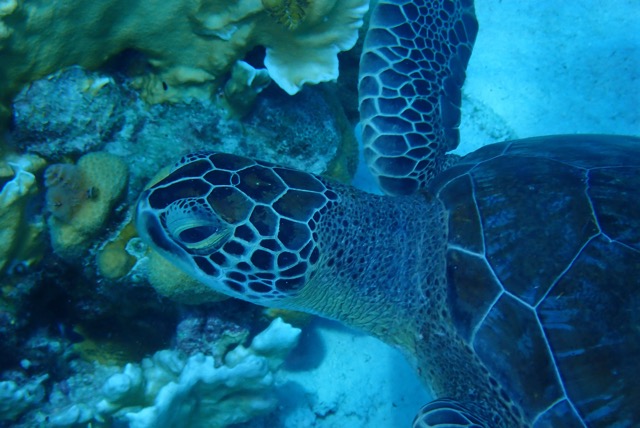 pufferTG661351-topaz.jpg