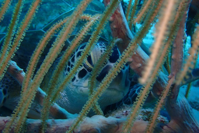 pufferTG661357-topaz.jpg