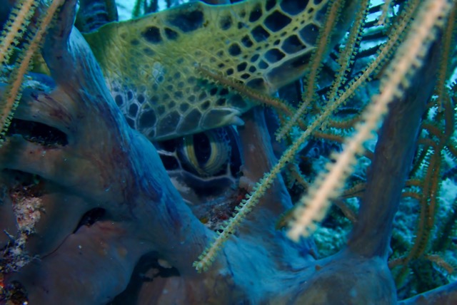 pufferTG661360-topaz.jpg